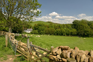 Lambs in field near Abbotsbury, Dorset