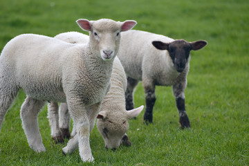 Naklejka na ściany i meble Sheep and lambs in field near Swyre Head, Dorset