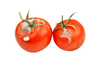 Molded red tomato