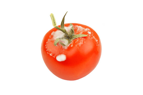Molded red tomato
