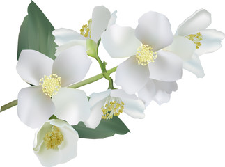 jasmine flower branch on white illustration
