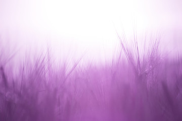 field of purple wheat silhouette on sunset