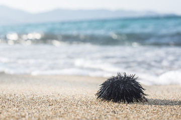 Urchin  at the coast line.
