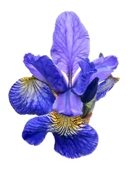 Foto op geborsteld aluminium Iris grote blauwe iris bloei geïsoleerd op wit