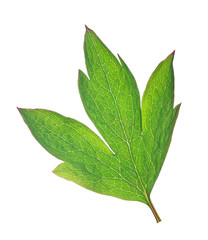 Fototapeta premium isolated green plant leaf