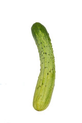 相模半白胡瓜