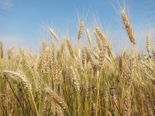 Yellow golden barley ears in the field against the sky