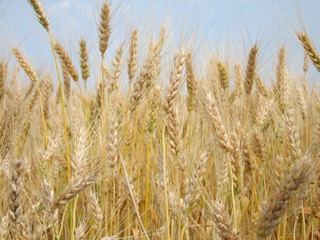 Yellow golden barley ears in the field against the sky