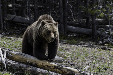 Fototapeta na wymiar Grizzly walking on the log at Yellowstone National park