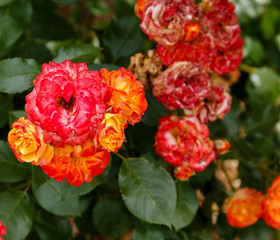 Decaying roses in an English garden