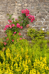 Fototapeta na wymiar Pink climbing roses and yellow flowers in an English garden.