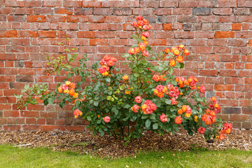 Pink and orange roses, starting to decay, in an English garden.