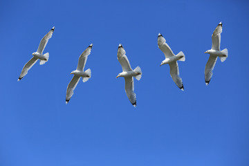 Five seagulls are flying in the blue sky