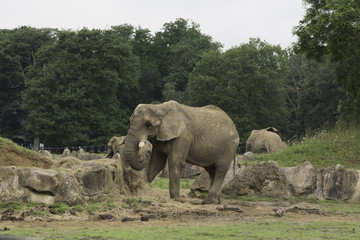 An elephant walking in a park