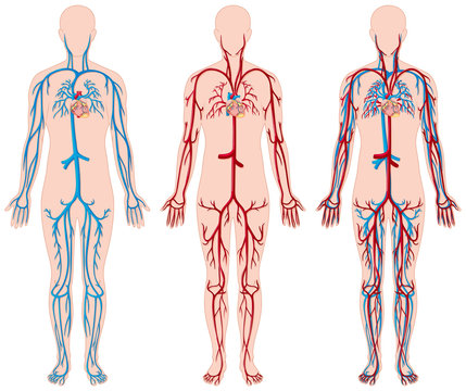 Different diagram of blood vessels in human