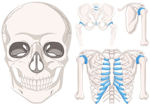 Human skull and other parts of bones