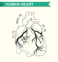 Anatomy of human heart