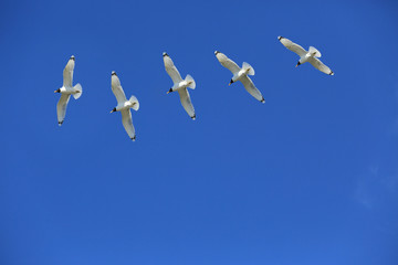 Five seagulls are flying in the blue sky