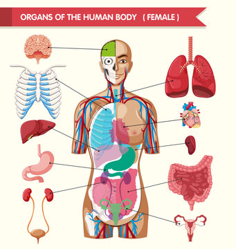 Organs of the human body diagram