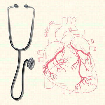 Stethoscope and human heart