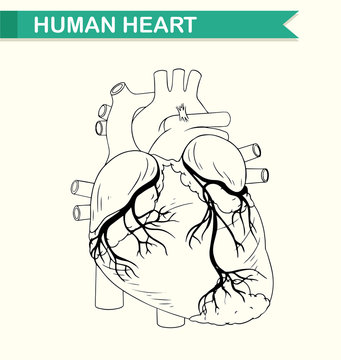 Anatomy of human heart
