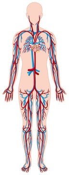 Blood vessels in human body