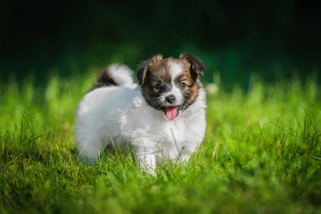 Papillon puppy standing on the lawn