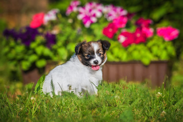 Papillon puppy sitting near the flowerbed in the garden © Rita Kochmarjova
