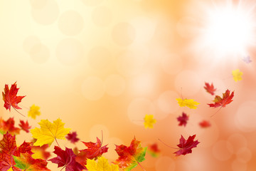 Obraz na płótnie Canvas Bright autumn leaves.