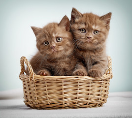 Fototapeta na wymiar Two brown british shorthair kittens