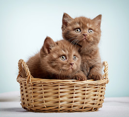 Two brown british shorthair kittens