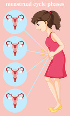 Woman having menstrual and diagram of different phases