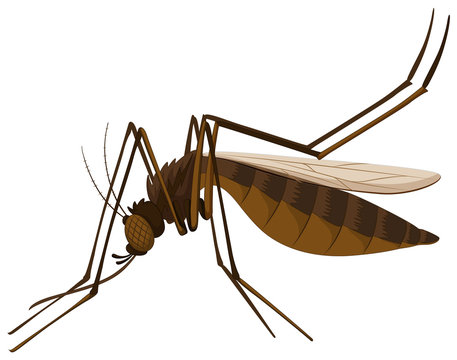 Brown mosquito on white background