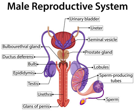 Chart showing male reproductive system