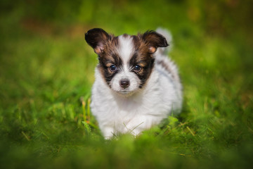 Obraz premium Papillon puppy walking outdoors
