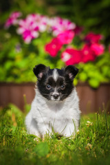 Papillon puppy sitting in the flower garden © Rita Kochmarjova