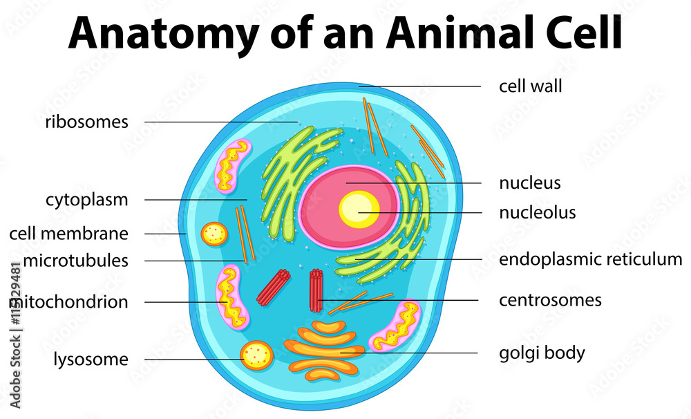 Sticker Anatomy of animal cell with words