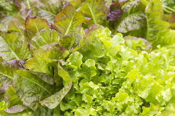 different kinds of lettuce