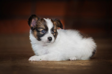 Continental toy spaniel puppy © Rita Kochmarjova