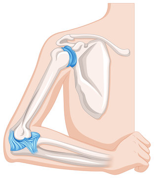 Elbow joint in human body