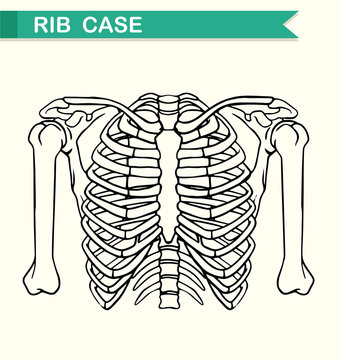 Diagram showing rib case