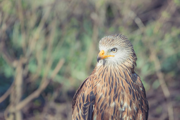 Rotmilan (Milvus milvus)