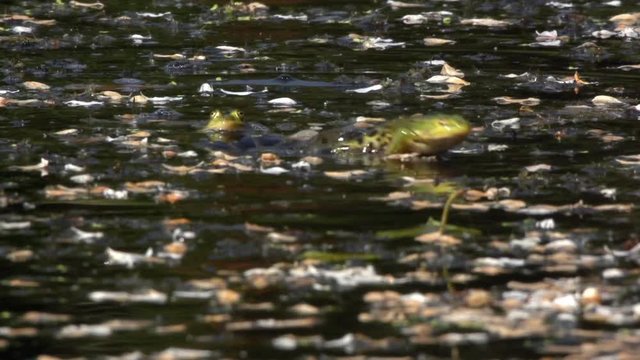 water frog in a lake