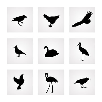 birds icons vector