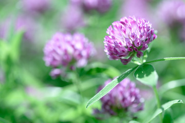 Clover Flowers Field