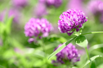 Fototapeta premium Clover Flowers Field