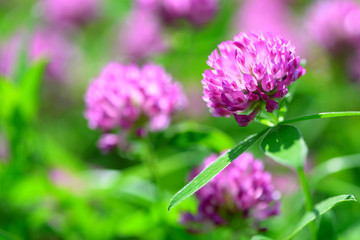 Clover Flowers Field