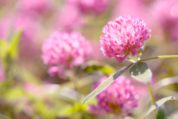 Fototapeta premium Clover Flowers Field