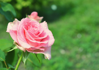 Beautiful pink rose in the garden