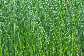 Obraz premium papyrus plants in the field for background